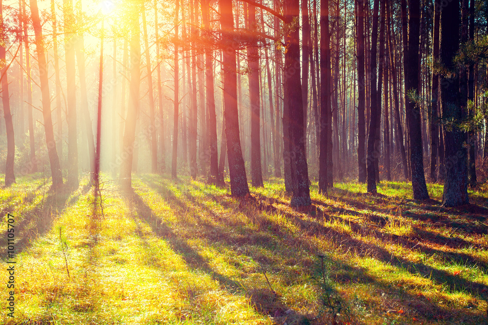 Fototapeta premium Pine forest in the morning