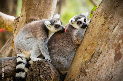 lemur sitting on a tree. © Satit _Srihin