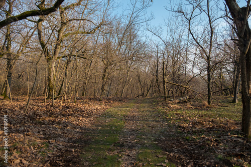 Forest of Parco del Ticino