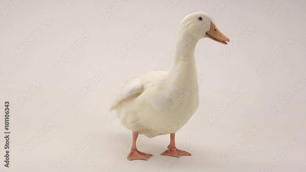 duck on a white background duck on a white background