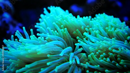 Torch Coral (Euphyllia glabrescens)  © Kolevski.V