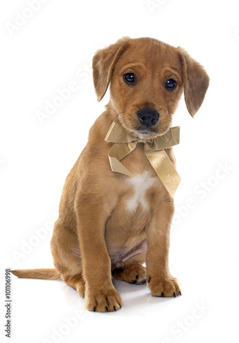 Photography puppy labrador retriever