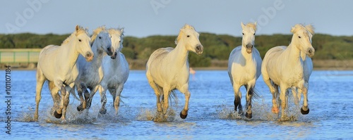 Fototapeta Naklejka Na Ścianę i Meble -  Herd of White Camargue Horses running on the water .