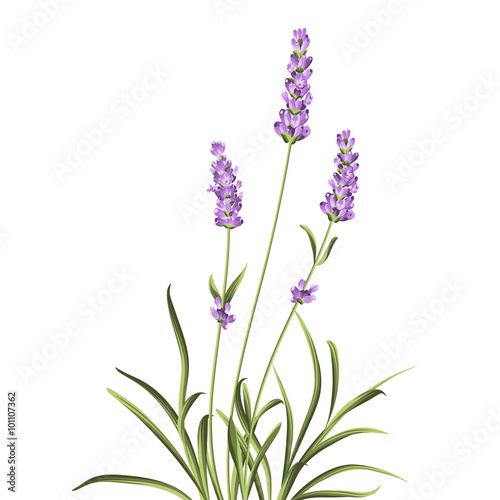 Lavender elegant card