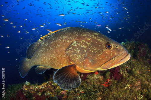 Medes Islands grouper photo