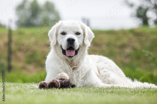 Golden Retriever in der Natur