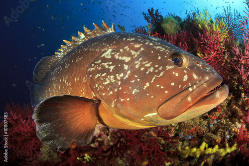 Medes Islands grouper photo