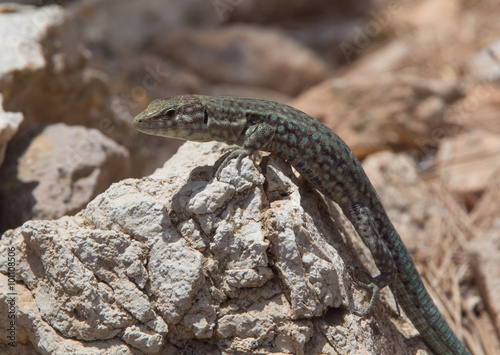 Dragonera lizards Podarcis lilfordi