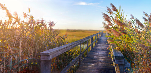 wooden bridge leading into the swamp