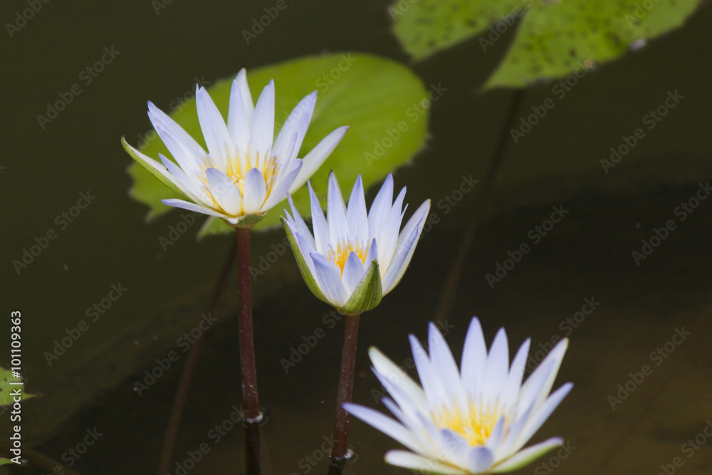Water-lilies in a pond