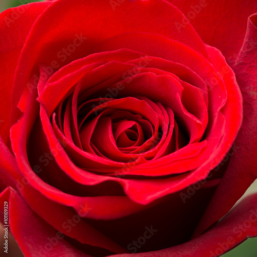 Beautiful red rose  gift
