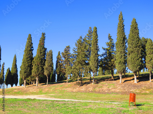 Tall Pine trees © johnnywalker61