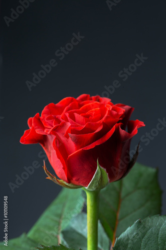 Fototapeta Naklejka Na Ścianę i Meble -  Beautiful red rose