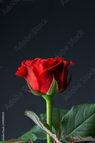 Fototapeta Naklejka Na Ścianę i Meble -  Beautiful red rose