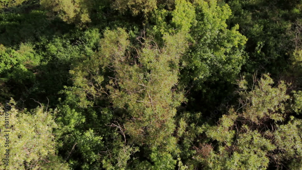 Aerial view of the trees Aerial view of the trees