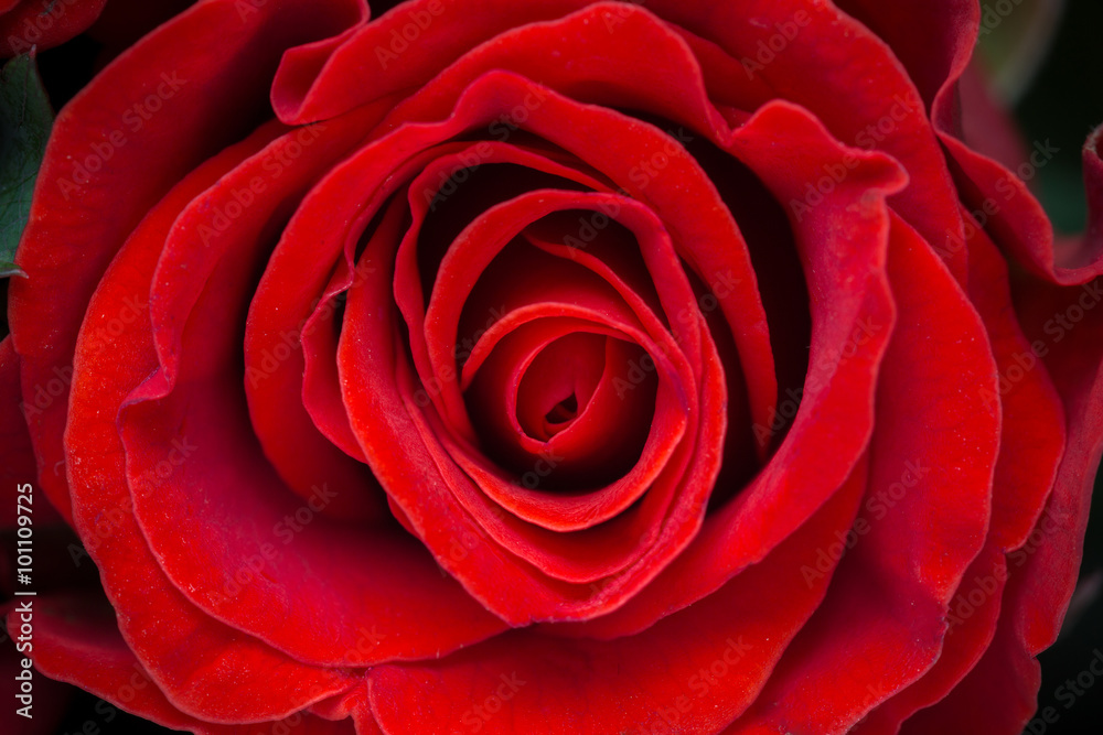 Beautiful red rose