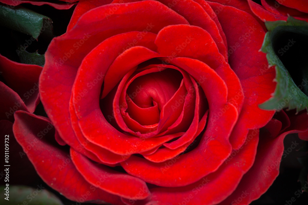 Beautiful red rose Beautiful red rose