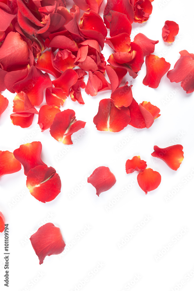 Red rose petals Red rose petals