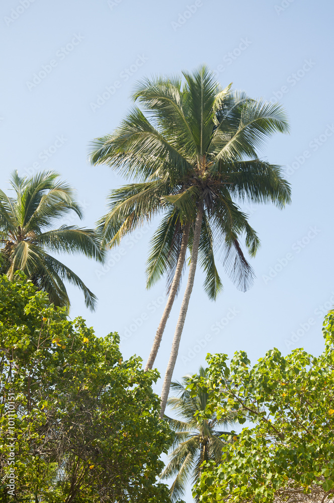Palm trees at the coast on a clear sunny day