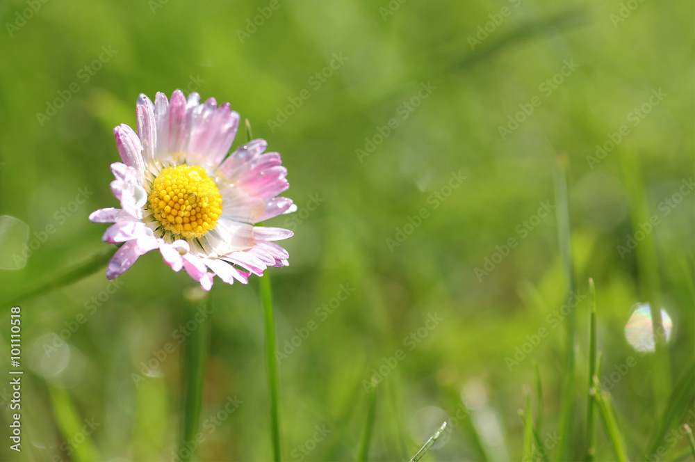 ein Gänseblümchen, grüne Wiese defokussiert ein Gänseblümchen, grüne Wiese defokussiert
