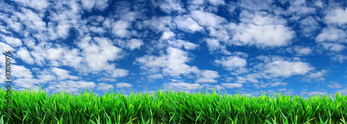 panoramic image of green grass on a background of blue sky with white clouds.