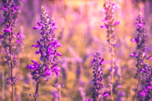 Image of beautiful bright violet lavender flowers for nature background