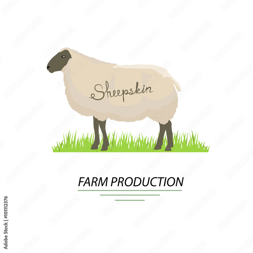 Fototapeta premium Illustration of sheep. Sheepskin and farm production, vector.
