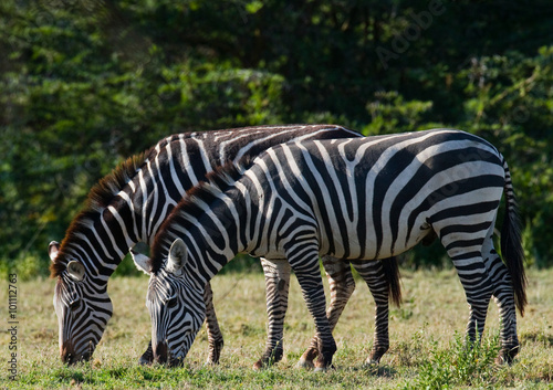 Two zebras in the savanna. Kenya. Tanzania. National Park. Serengeti. Maasai Mara. An excellent illustration.