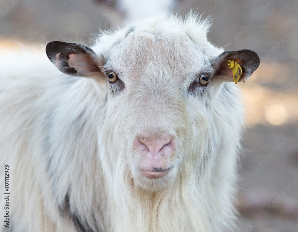 Close up of saanen goat on the farm