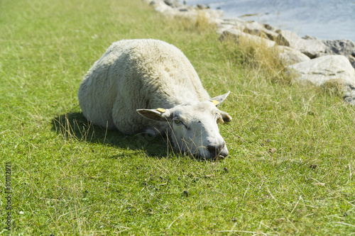 Ein liegendes Schaf auf Fehmarn
