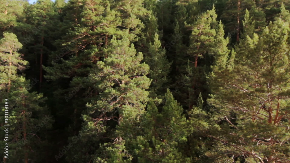 Aerial view of the trees from Balloon Aerial view of the trees from Balloon