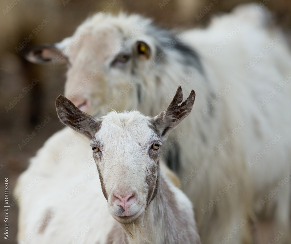 Obraz premium Saanen goat on the farm