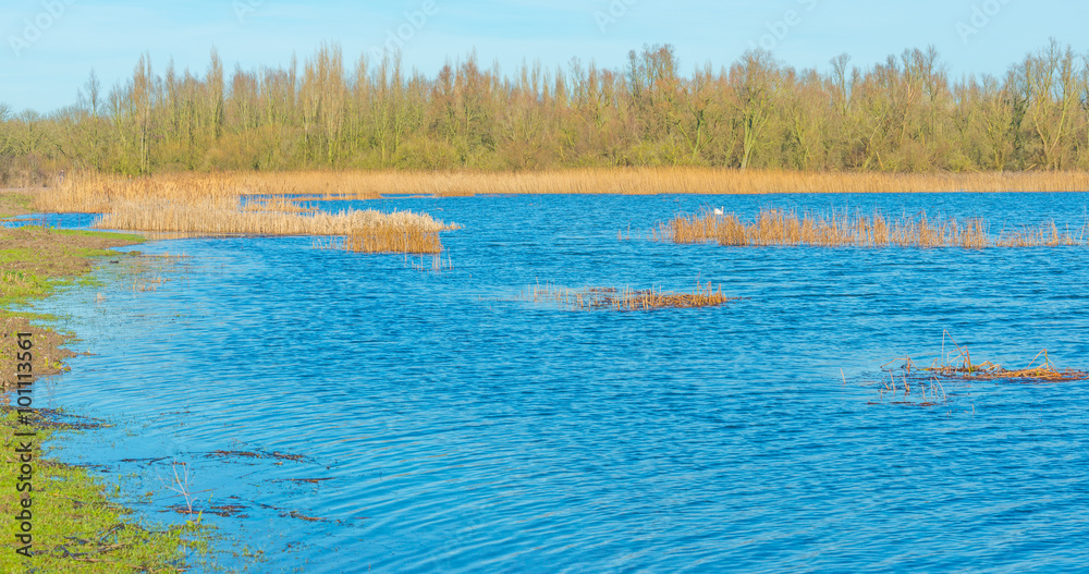 The shore of a lake in sunlight in winter