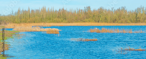 The shore of a lake in sunlight in winter