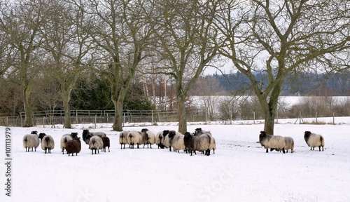 Sheep graze in a snowy garden in winter.