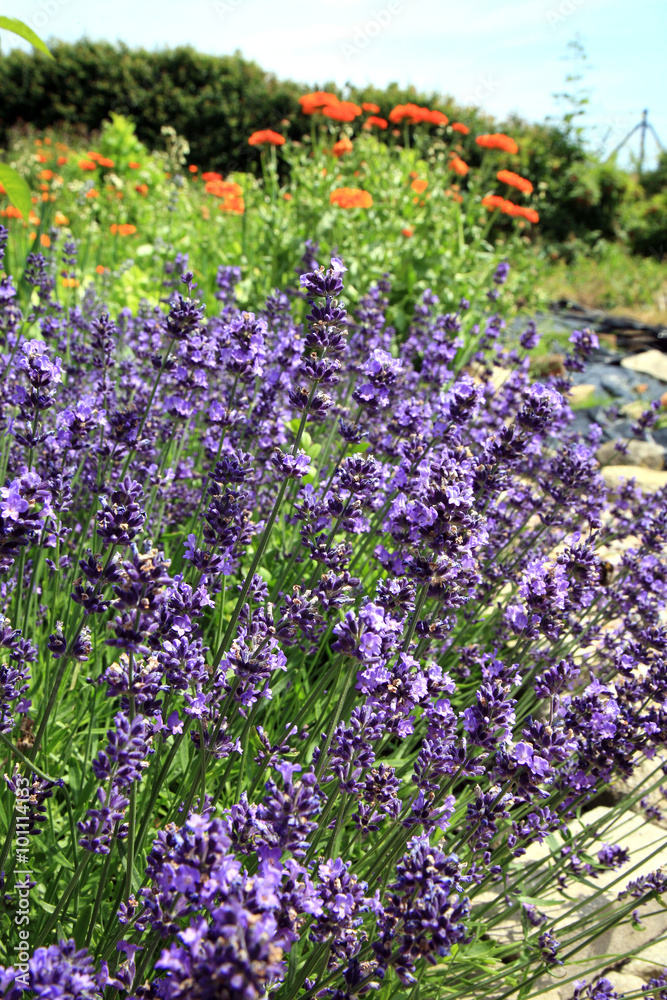 Naklejka premium lavender with petal flowers. Eco-friendly, herbal formal garden backyard. Herbarium. 