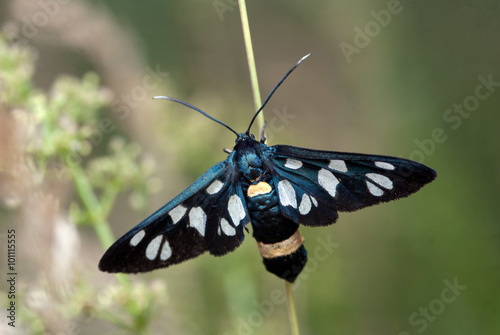 Amata phegea