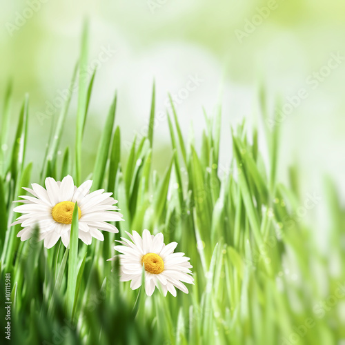 Beauty natural backgrounds with chamomile flowers for your desig