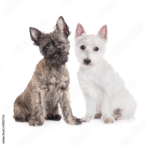 Fototapeta Naklejka Na Ścianę i Meble -  west highland white terrier and cairn terrier dogs together on white