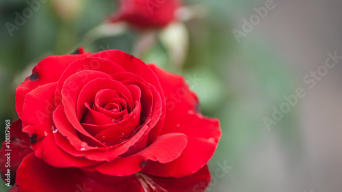rose in sweet and soft color use for flora background