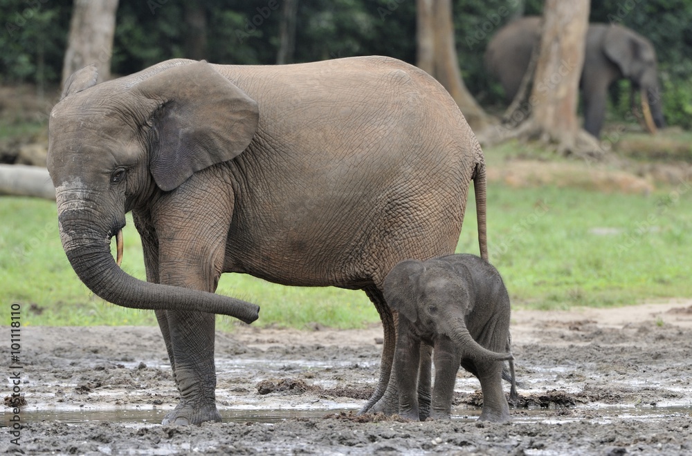 Obraz premium The elephant calf with elephant cow The African Forest Elephant, Loxodonta africana cyclotis. At the Dzanga saline (a forest clearing) Central African Republic, Dzanga Sangha