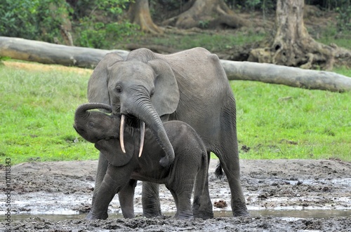 The elephant calf  with  elephant cow The African Forest Elephant  Loxodonta africana cyclotis. At the Dzanga saline  a forest clearing  Central African Republic  Dzanga Sangha