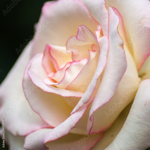 rose in sweet and soft color use for flora background