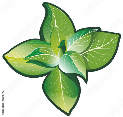 Feuilles de menthe