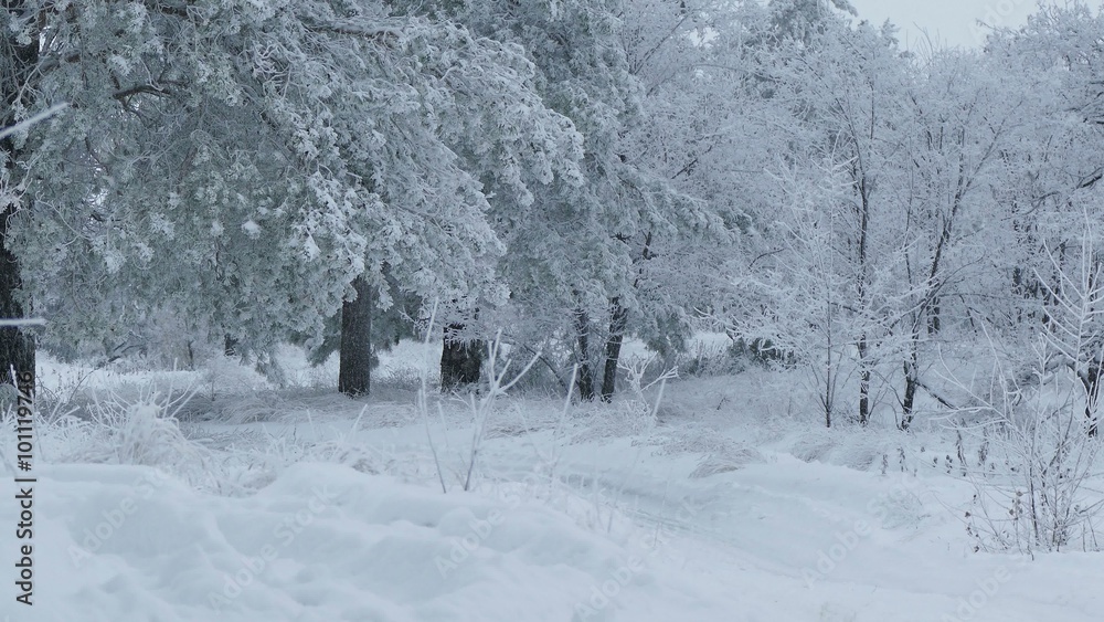 beautiful forest of trees nature in the snow winter christmas beautiful forest of trees nature in the snow winter christmas