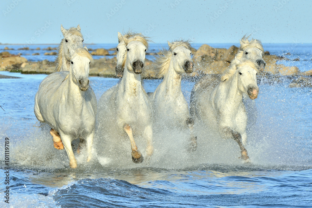 Fototapeta premium Herd of White Camargue Horses running on the water .