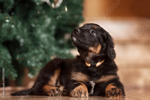Black hovawart puppy portrait
