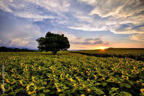 Sunflower  fields in the central area of the country  Thailand.