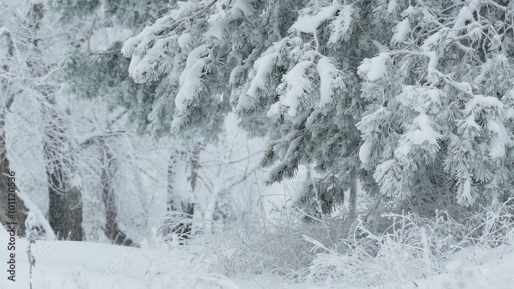 fir trees in snow branch wild forest Christmas winter snowing fir trees in snow branch wild forest Christmas winter snowing