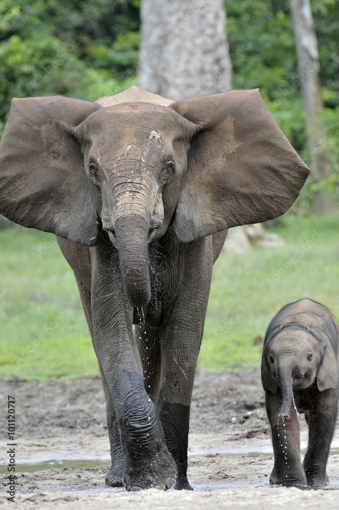 Fototapeta premium The elephant calf with elephant cow The African Forest Elephant, Loxodonta africana cyclotis. At the Dzanga saline (a forest clearing) Central African Republic, Dzanga Sangha